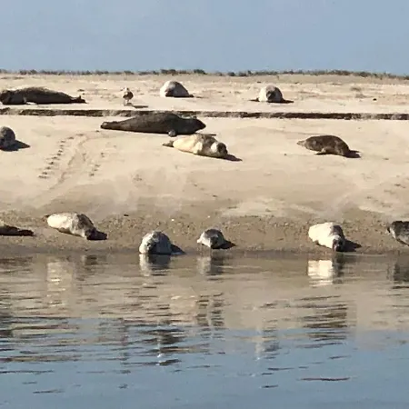 Trekvogels Hoern * 돌눔