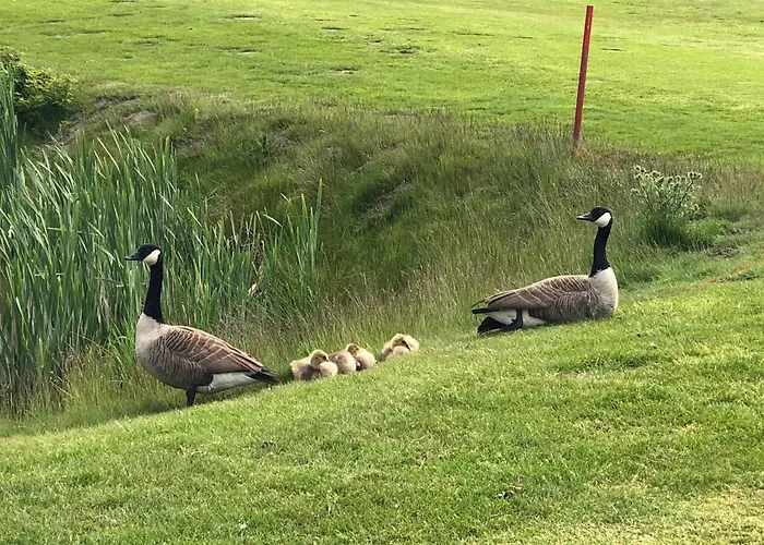 Trekvogels Hoern * 多努姆